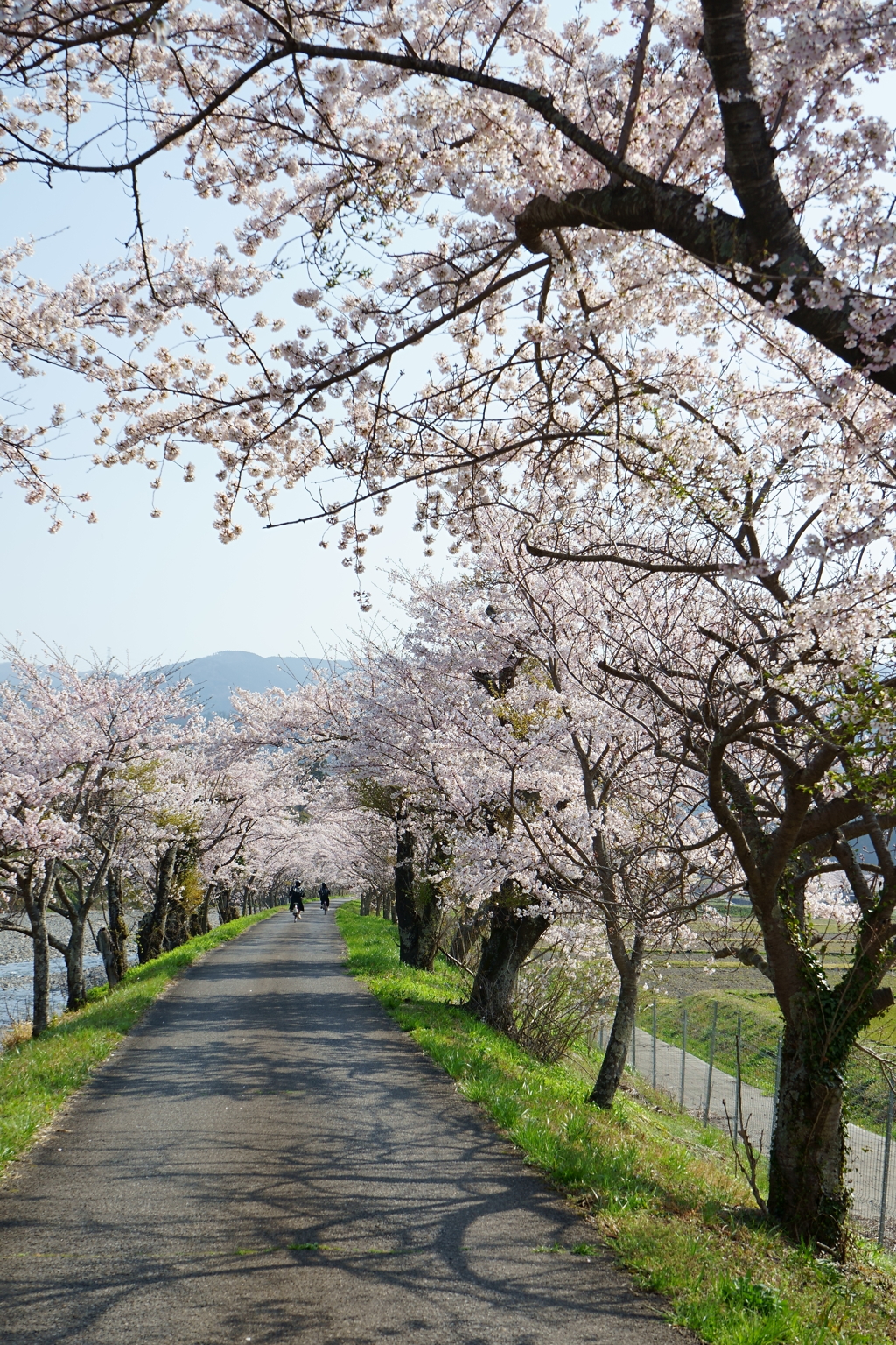 花の通学路