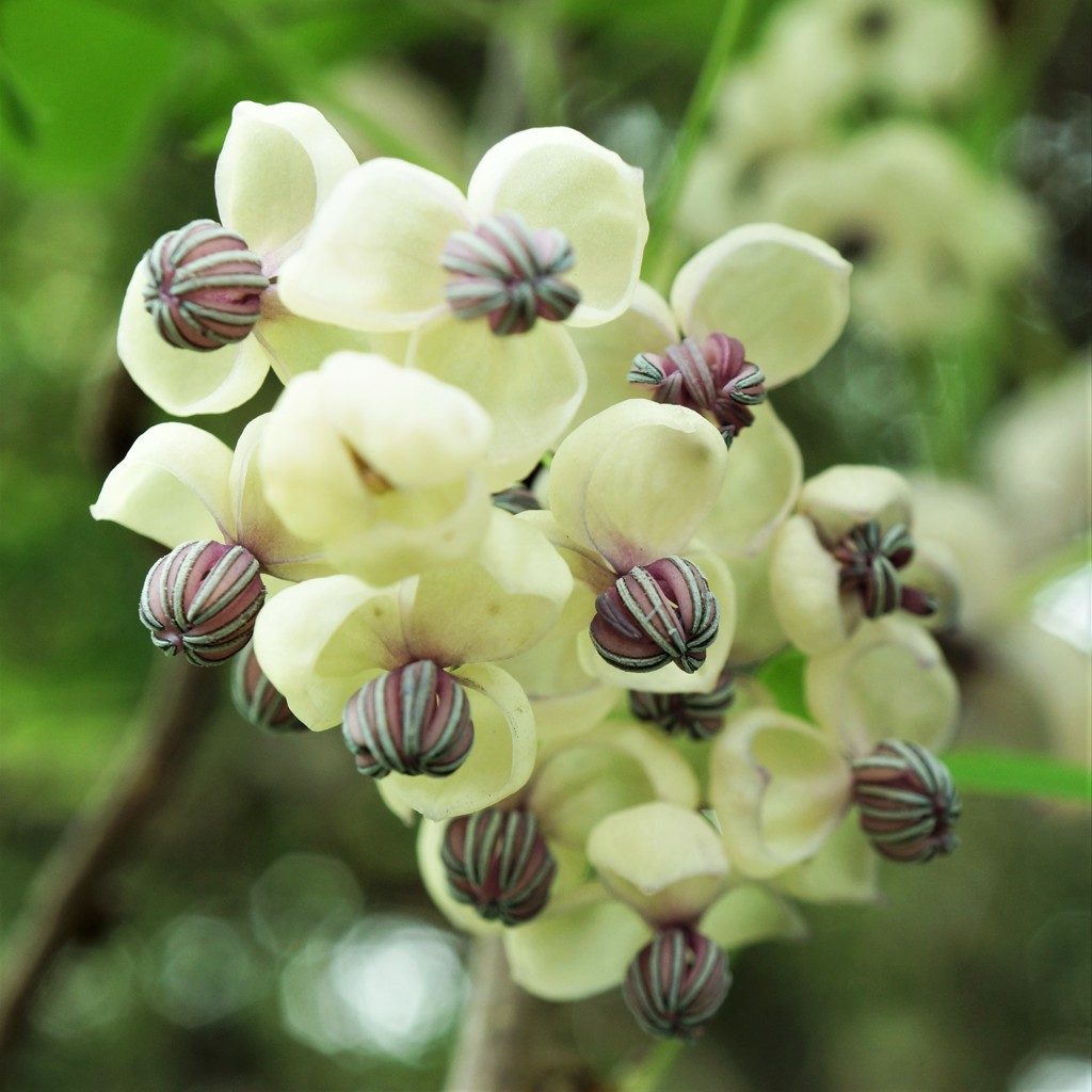 アケビの花