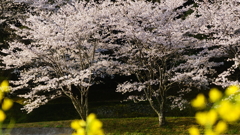 土手桜