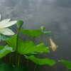 静かな朝