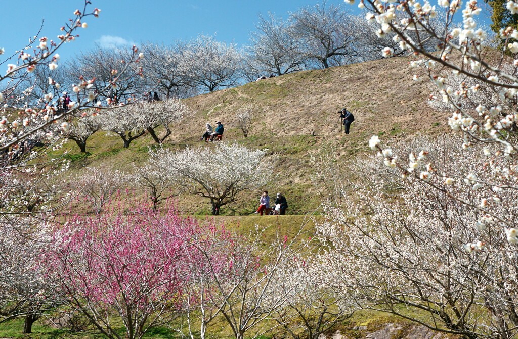 花日和