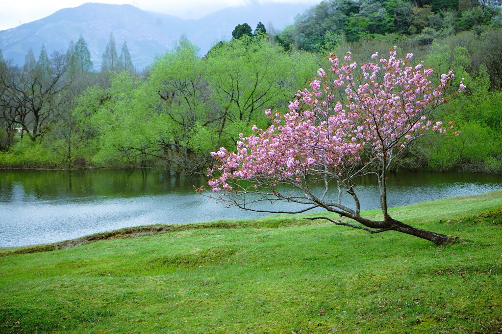 不屈桜