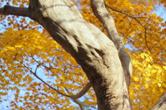 紅葉・教林寺
