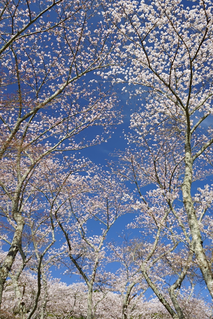 青空や