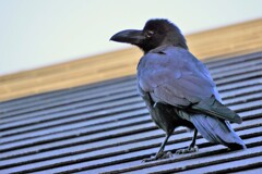 カラスの子