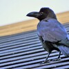 カラスの子