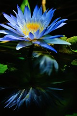 水中花