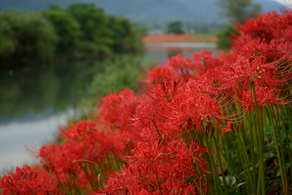 炎華