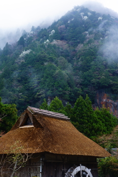 桜山