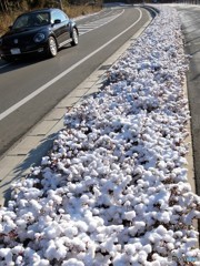 綿雪