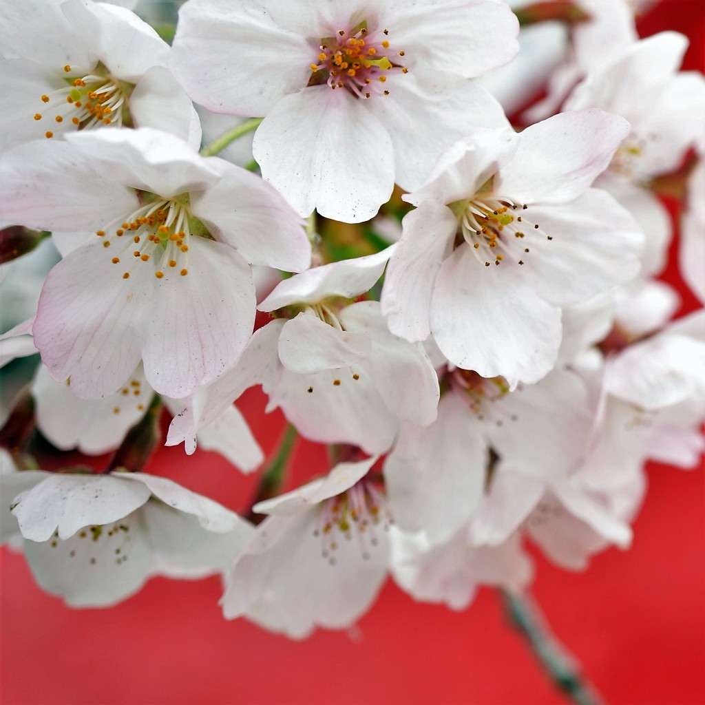 お花見