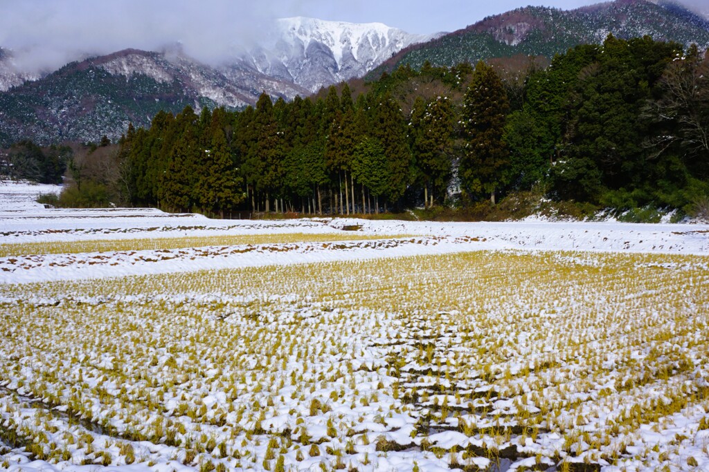 雪景