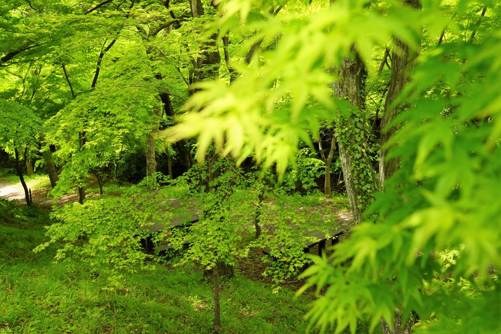 もみじ谷の新緑