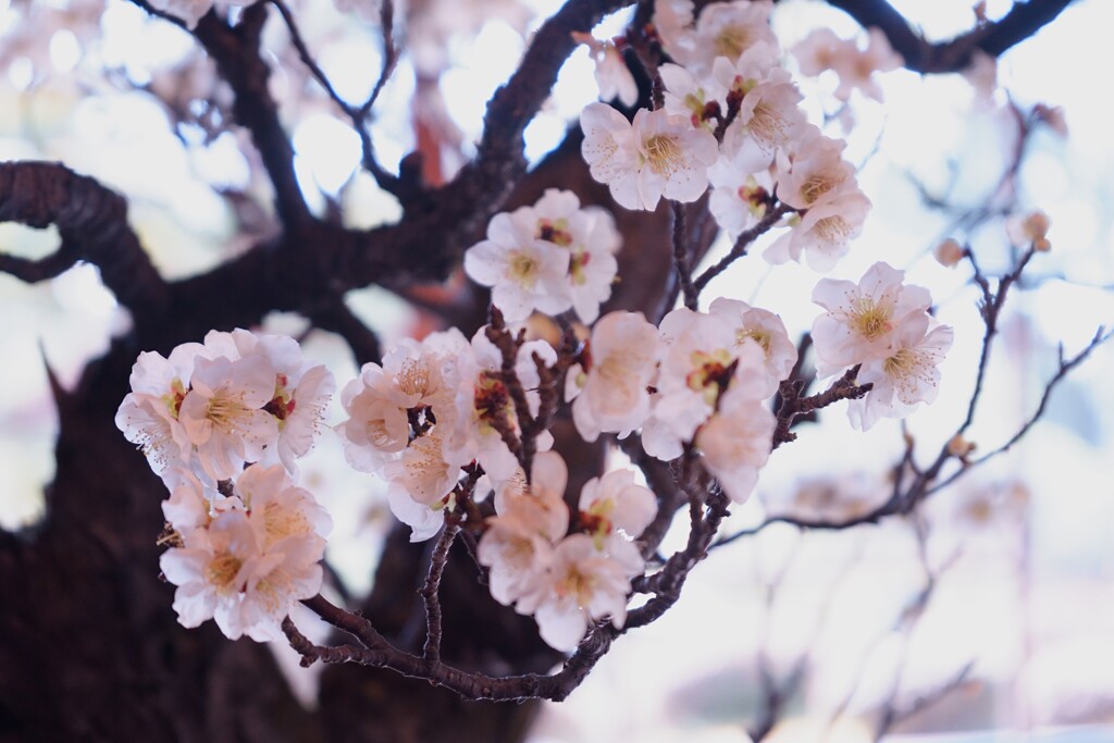 透花