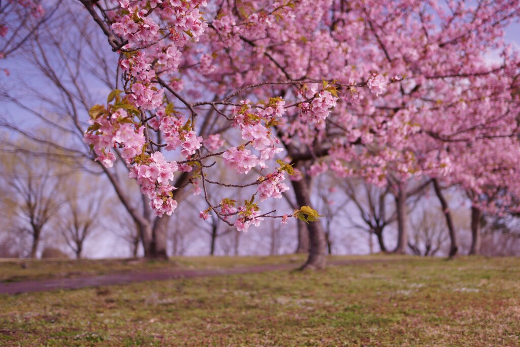 お花見は河津桜でスタート