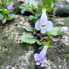 雑草と呼ぶなかれ