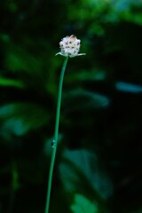 ヒョロリンパッ