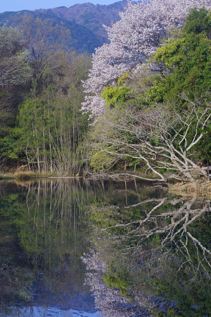 巡る春 by 花撮りG (ID:13455278) - 写真共有サイト:PHOTOHITO