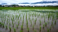 雲の波・早苗の海