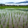 雲の波・早苗の海