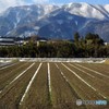 なごり雪