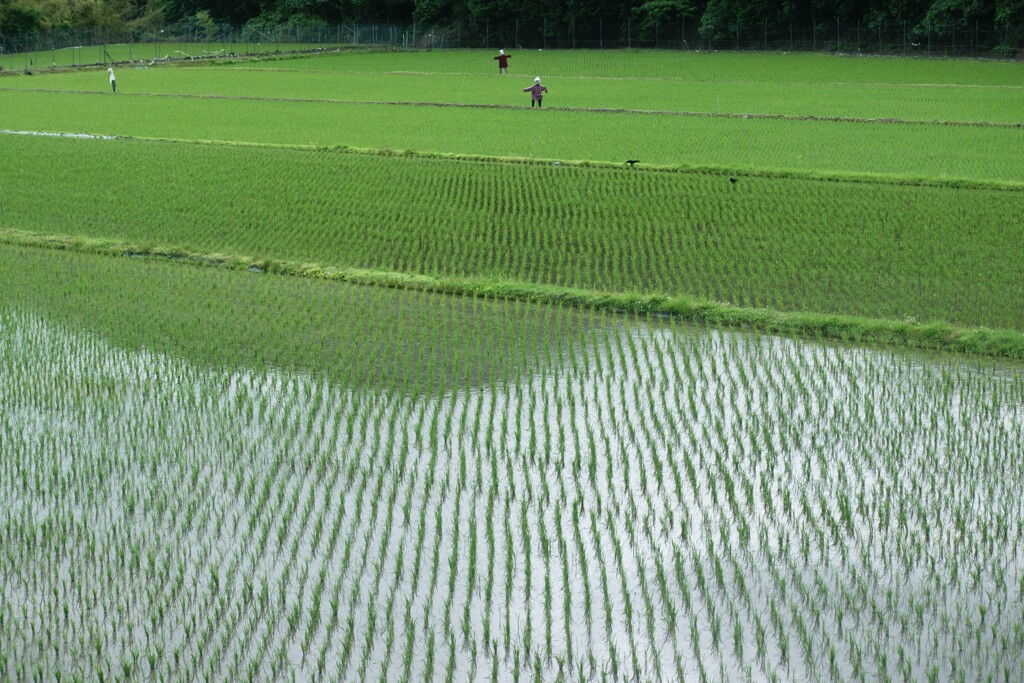 鳥追い