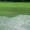 鳥追い