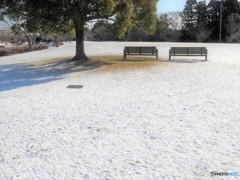 薄雪