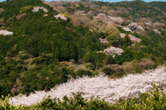 押し寄せる花