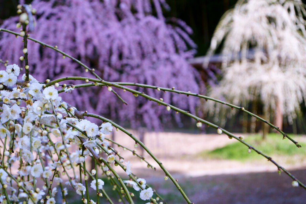 花舞伎