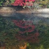 水中紅葉