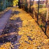 黄金の道