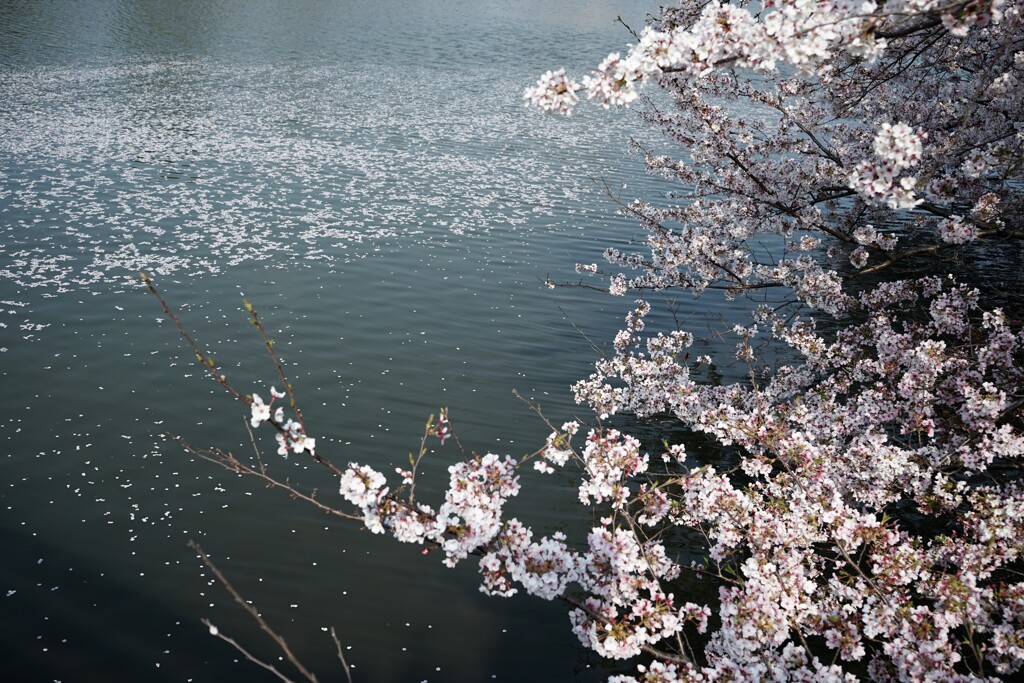 花の散るらむ