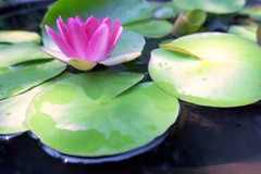 睡蓮