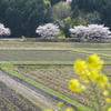 美田