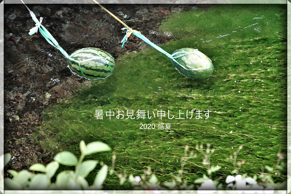 暑中見舞