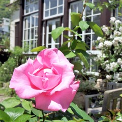 神戸のバラ