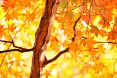 紅葉・丸岡山観音寺