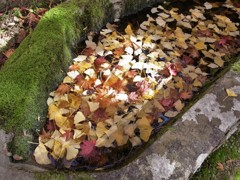 紅葉・東光寺