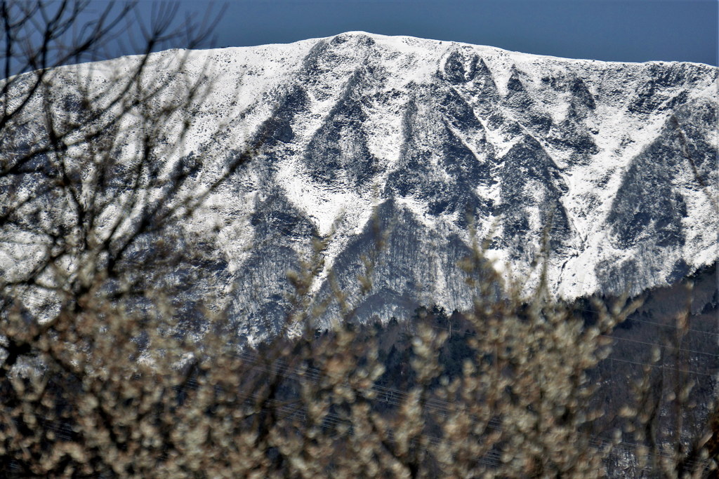 早春の伊吹山