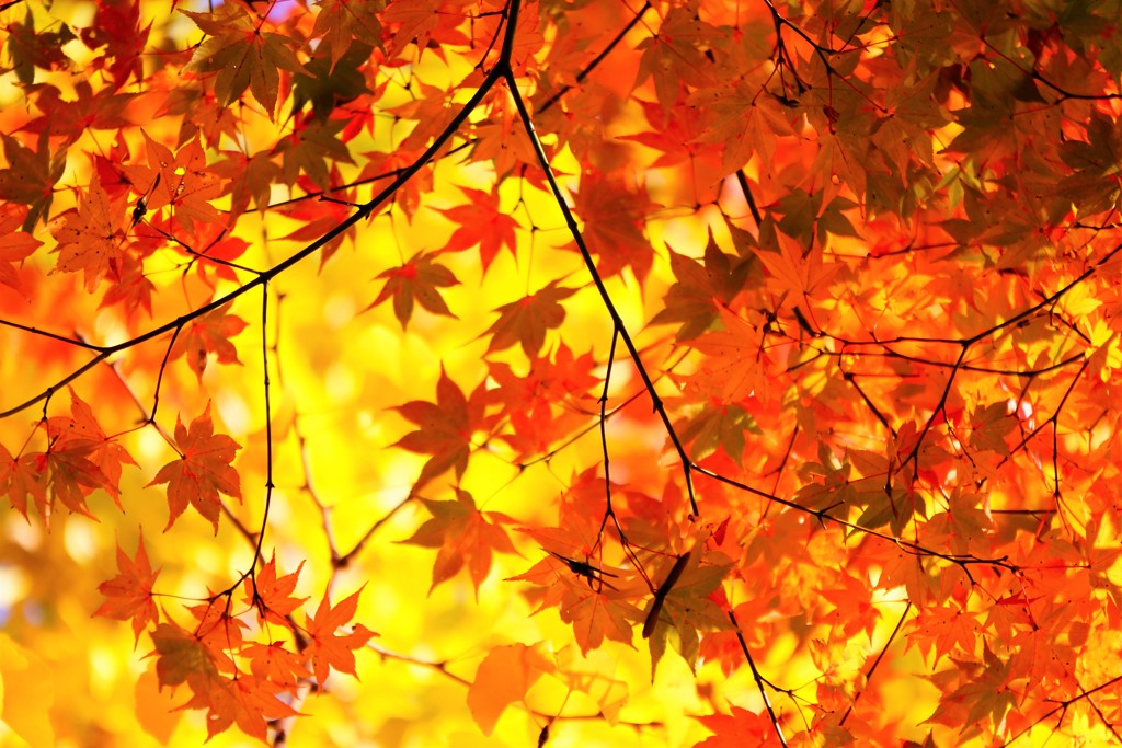 紅葉・丸岡山観音寺