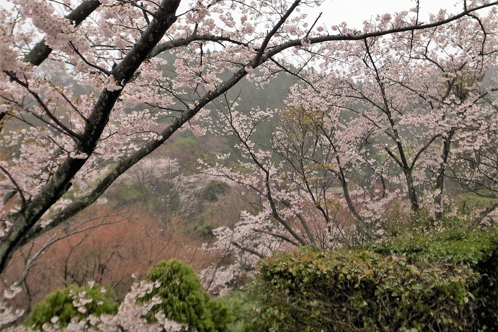 雨上がり