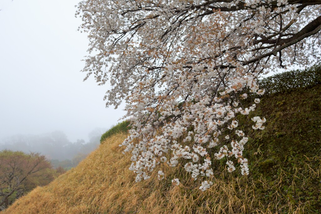 曇りのち雨