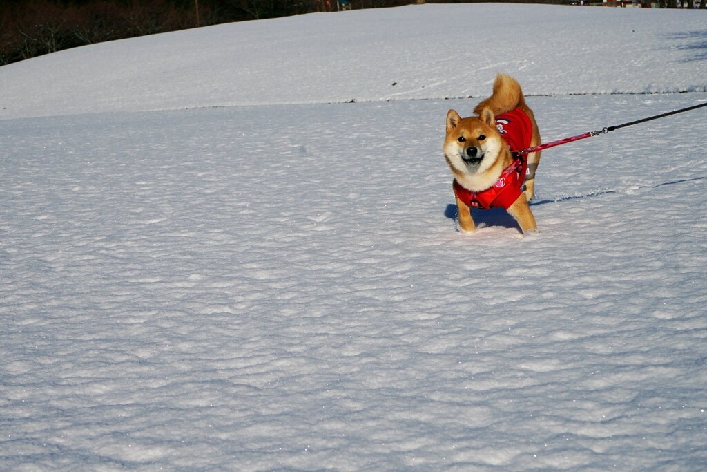 雪遊びしよ~