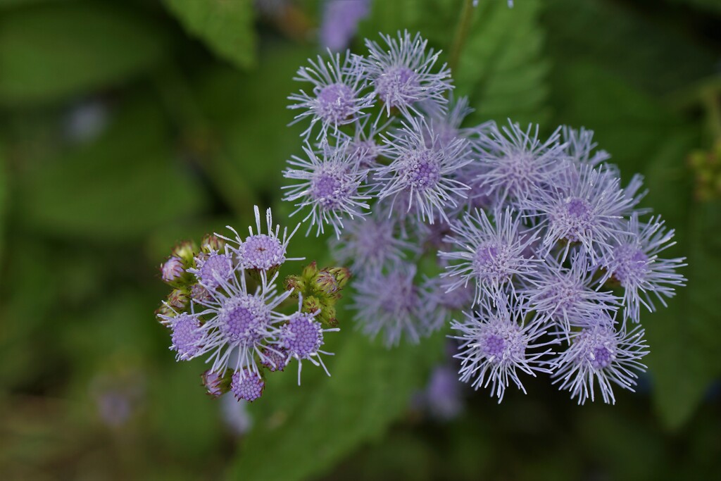 水色花火