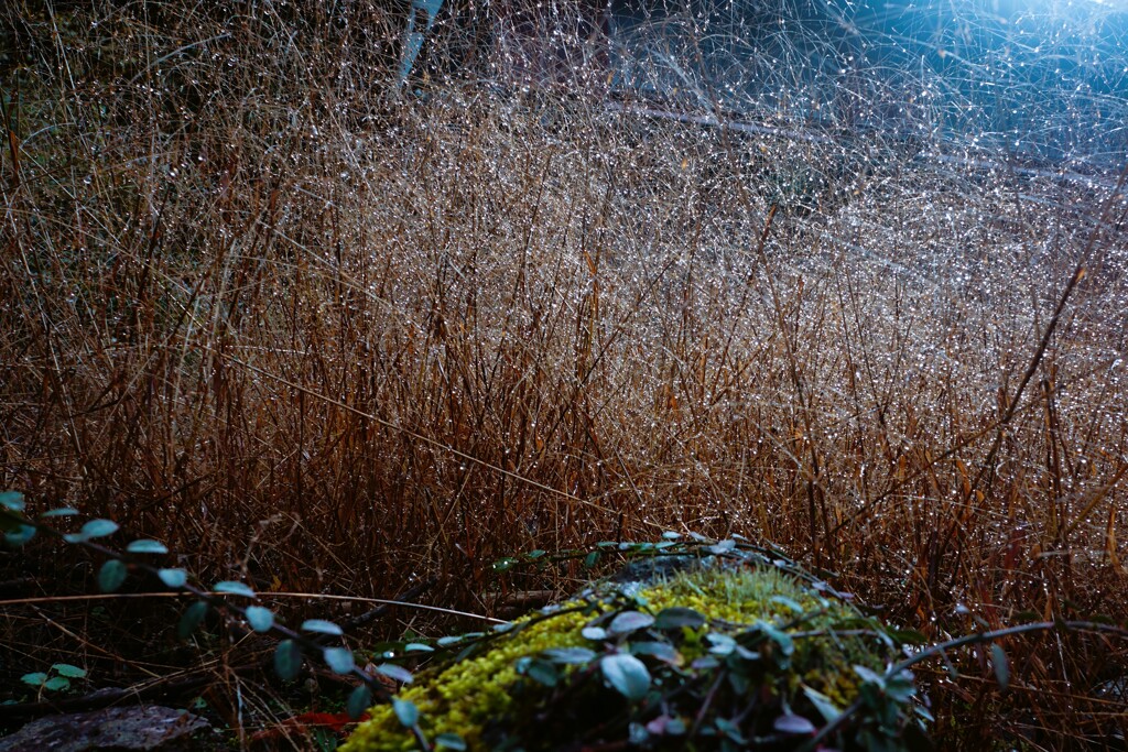 小粒イルミネーション