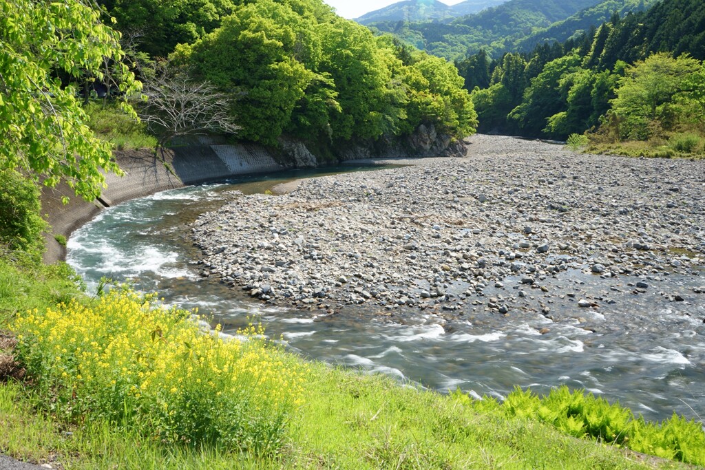 新緑の川