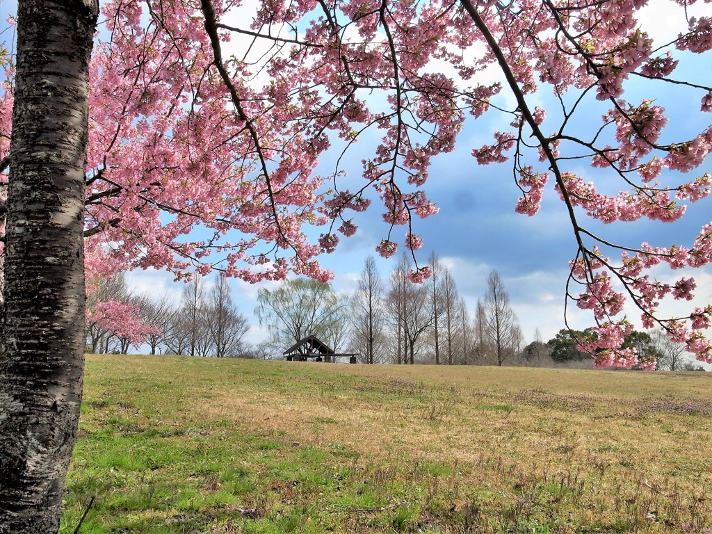 河津桜で春のオープン
