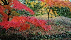 紅葉・東光寺