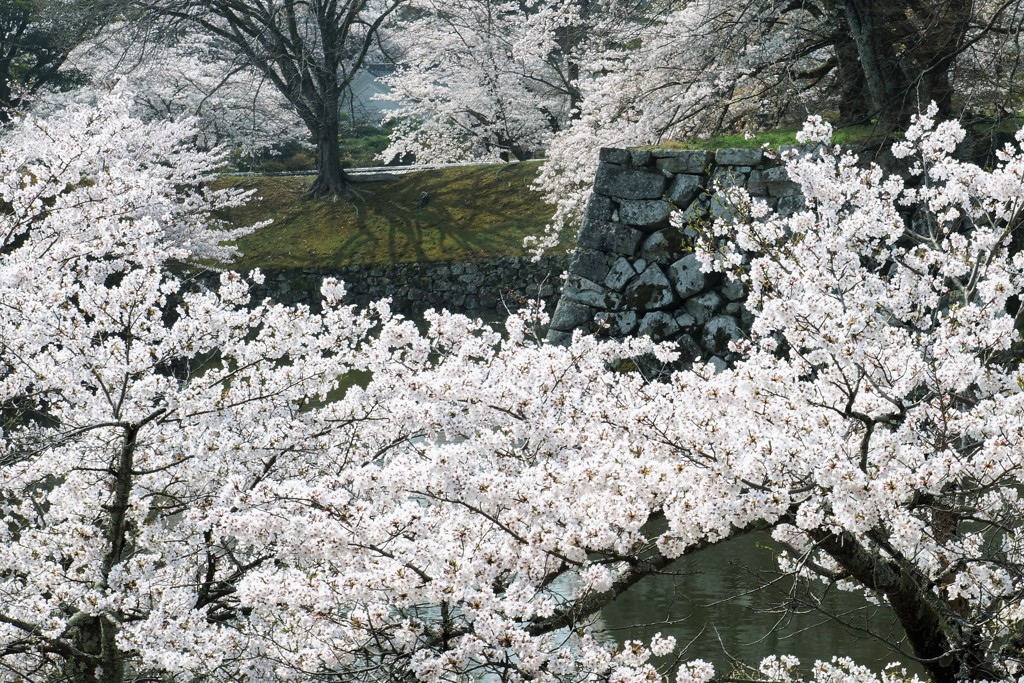 彦根城の桜 (2)